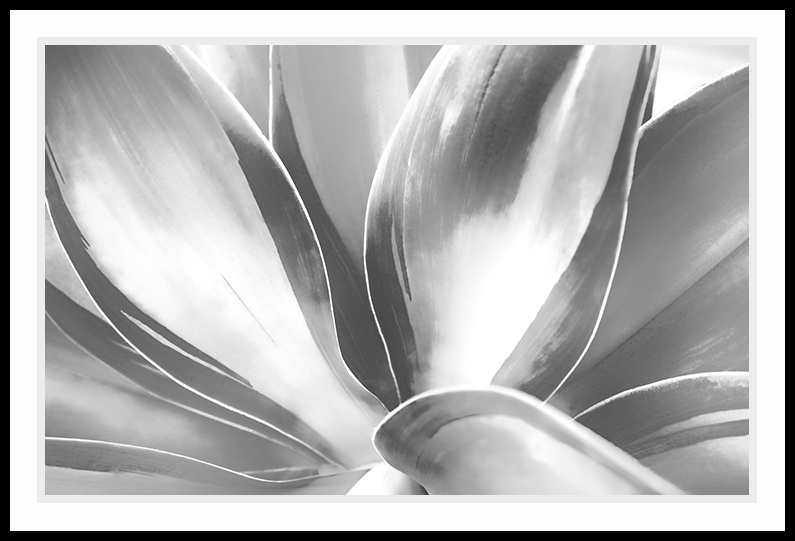 A large yucca growing in the garden in black and white.